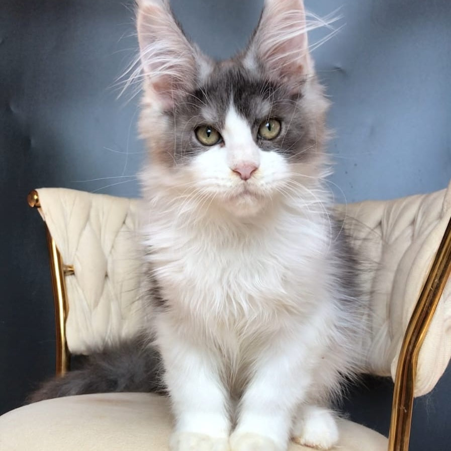 Casanova Maine Coon male, black silver bicolour