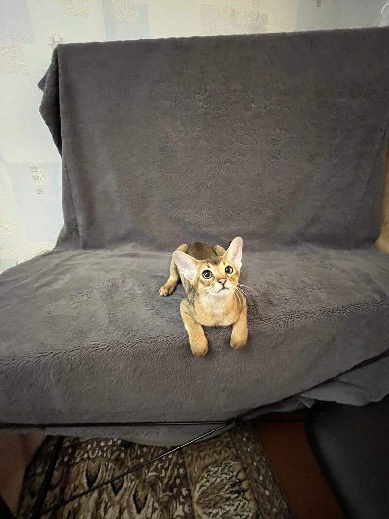 Betti Abyssinian female black - live animals
