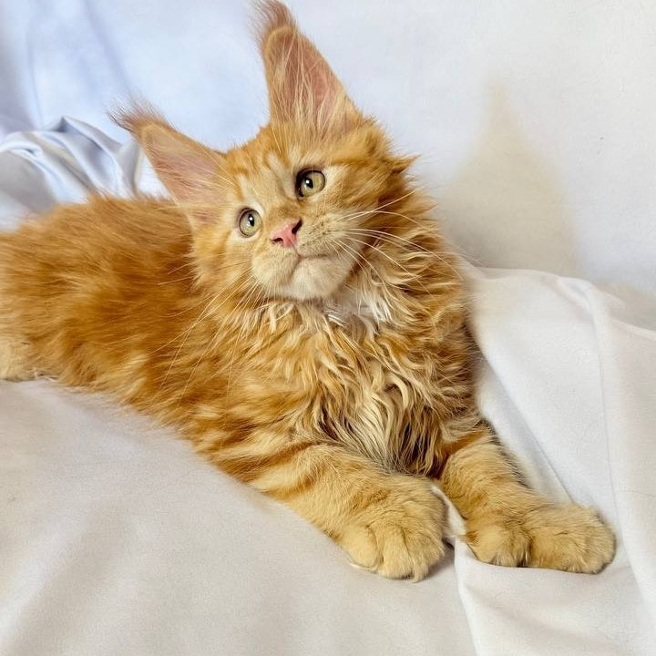 Mufasa Maine Coon polydactyl 6x6x6x6 male, red with white