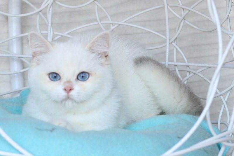 Battina British Shorthair female, blue golden shaded pointed