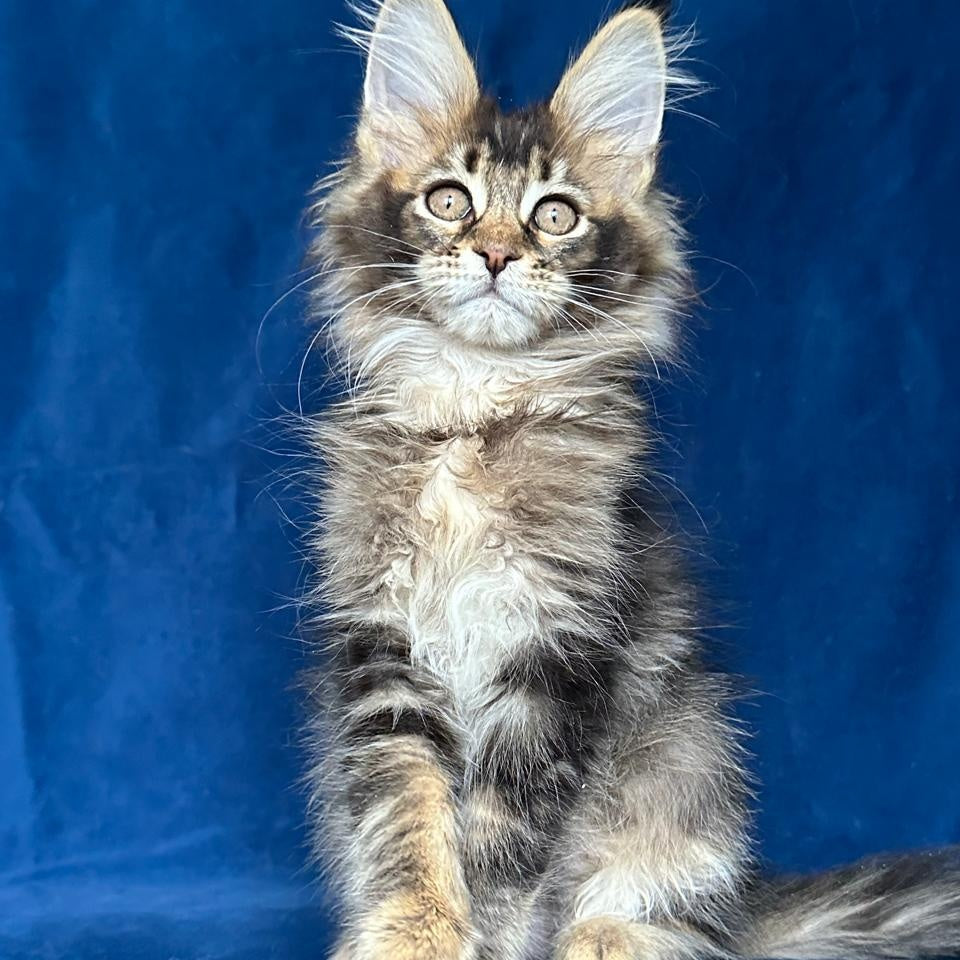 Maggie Maine Coon female, black ticked tabby