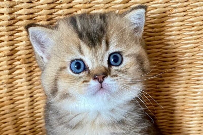 Unka British Shorthair male, black golden ticked tabby