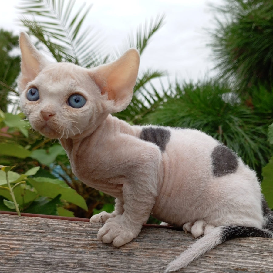 Piero Devon Rex male, black harlequin