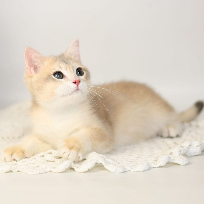 Samuel British Shorthair male, blue golden chinchilla