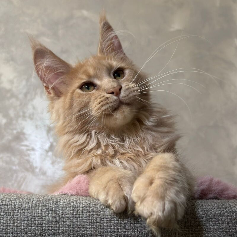 Buster Maine Coon male, cream
