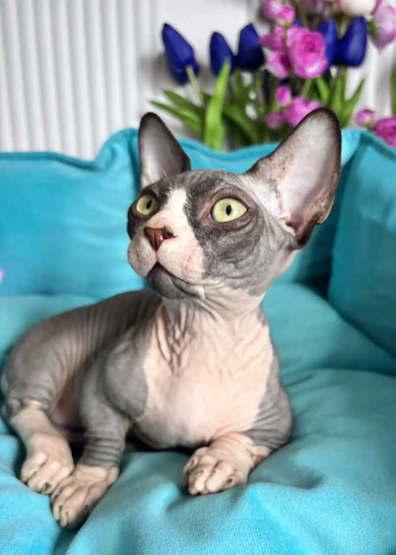 Norman Bambino male black bicolour - live animals