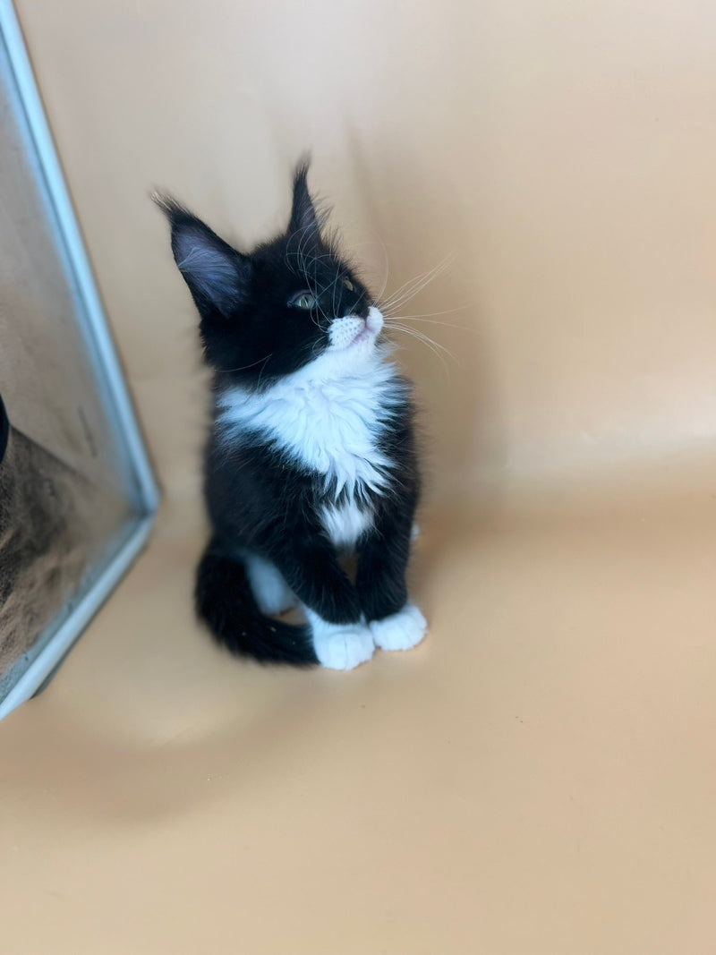 Betmann Maine Coon male, black bicolour