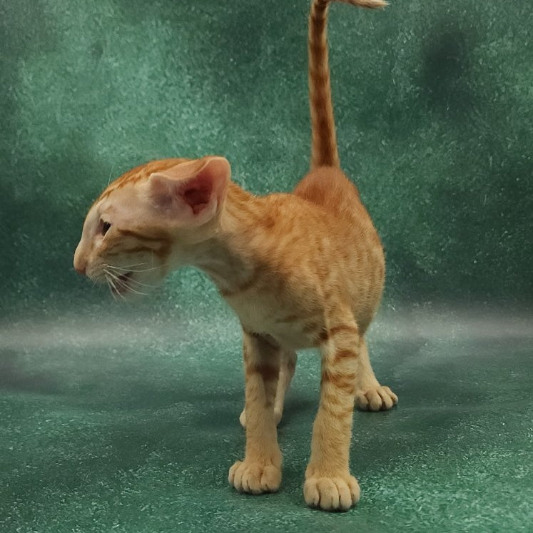 Zаnder Oriental Shorthair male, red spotted tabby