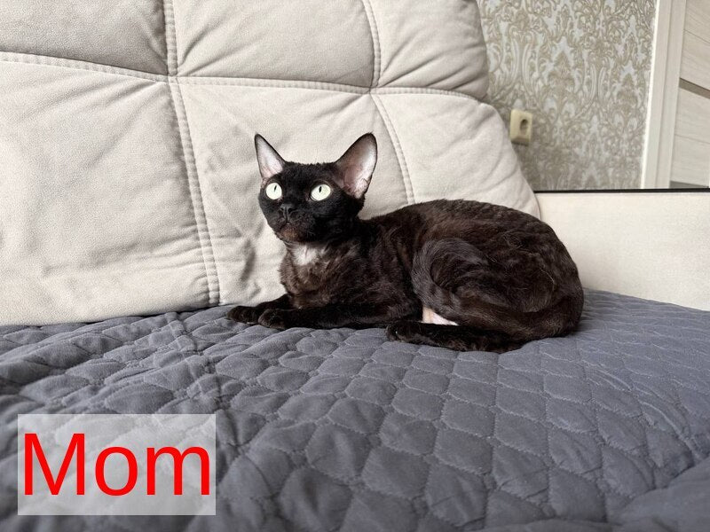 Mis Devon Rex female, chocolate tabby