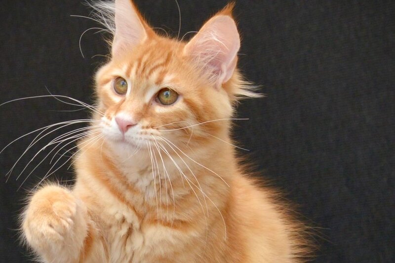Velvet Maine Coon male, red tabby