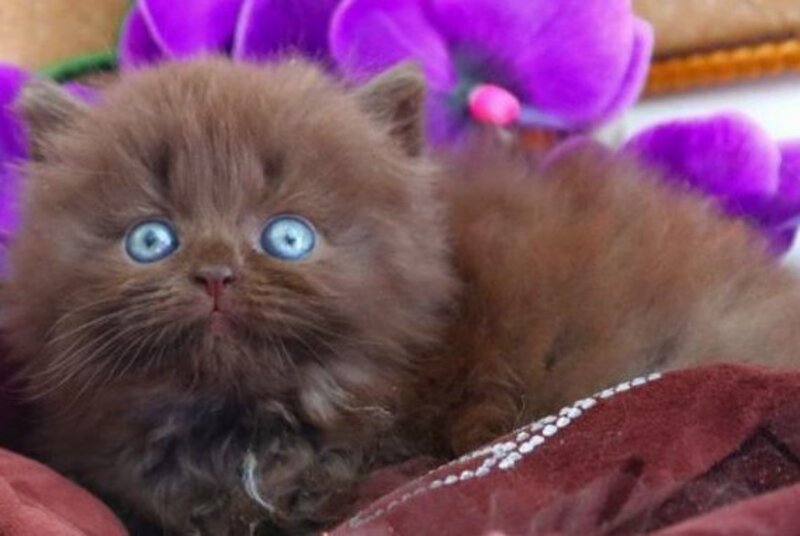 Spring British Longhair male, chocolate