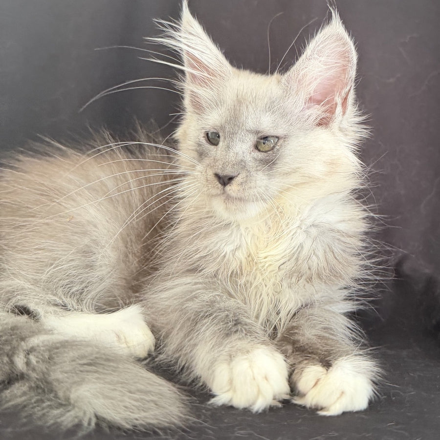 Afina Maine Coon female, black silver mitted