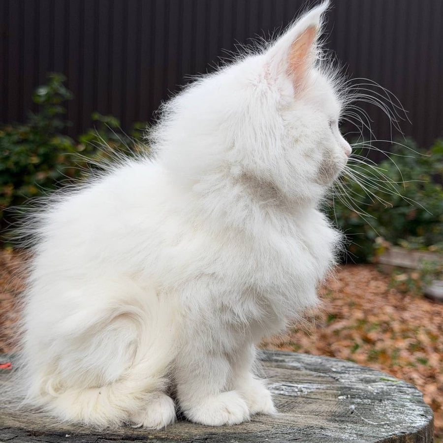 Marishka Maine Coon female, white