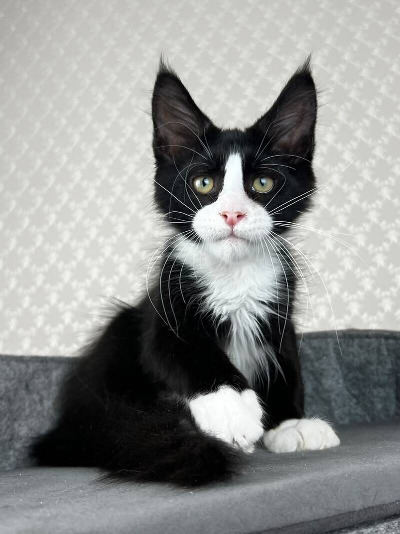 Olaf Maine Coon male, black bicolour