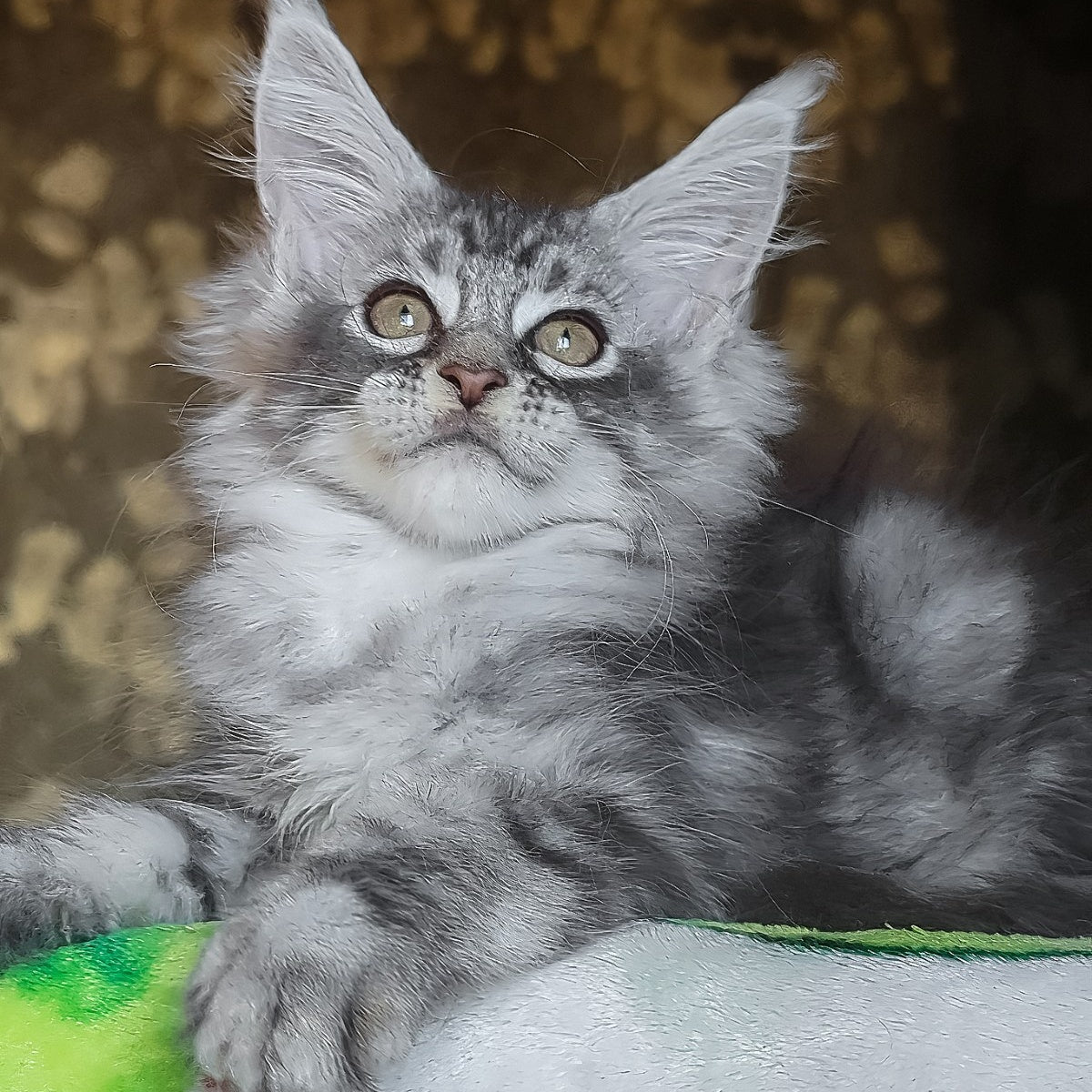 Izida Maine Coon female, black silver tabby