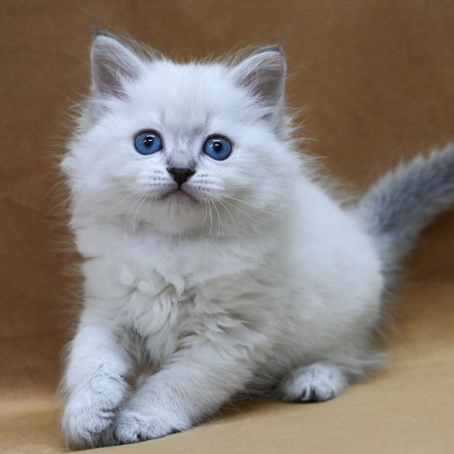 Glint Neva Masquerade male, blue tabby pointed