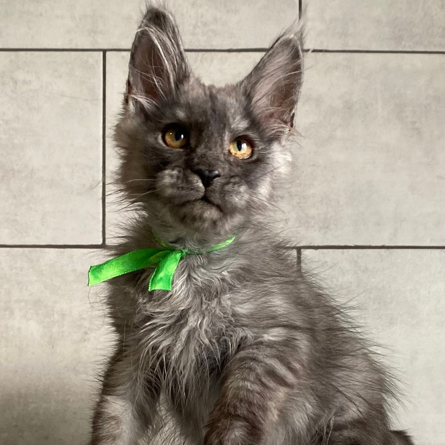 Ural Maine Coon male, black silver