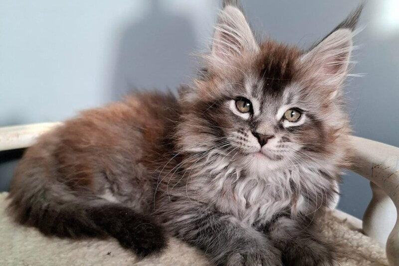 Flora Maine Coon female black silver ticked tabby - live animals