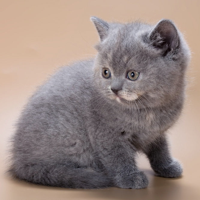 Queenie British Shorthair male, blue tortie