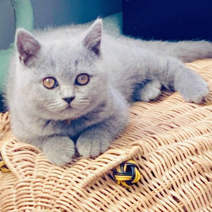 Alic British Shorthair male, blue