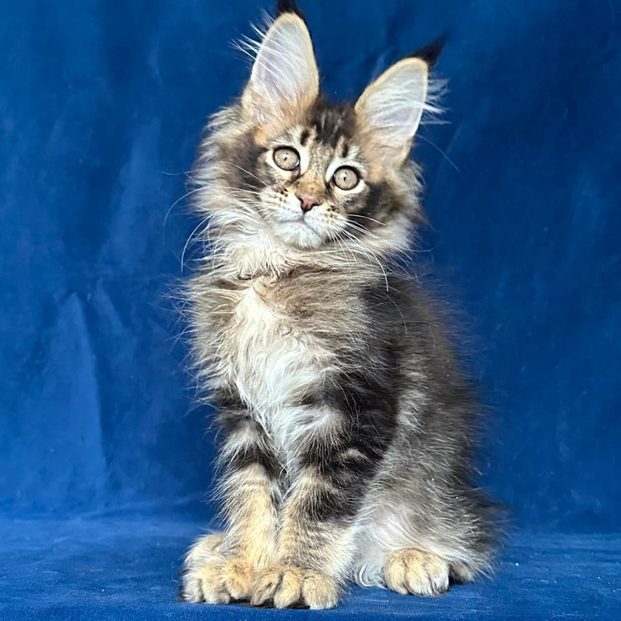 Maggie Maine Coon female, black ticked tabby