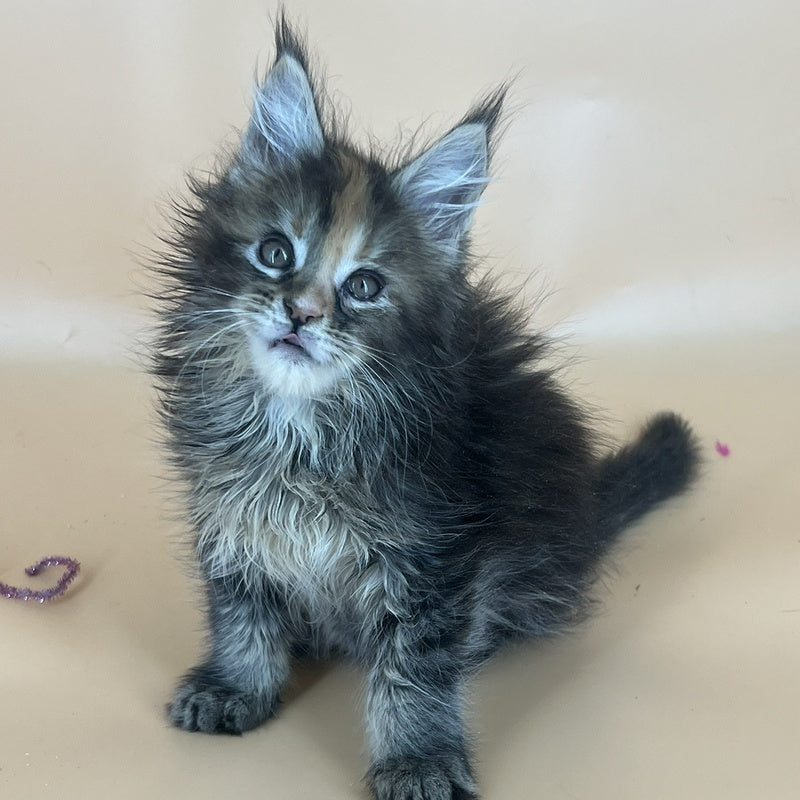 Bella Maine Coon female, black tortie silver