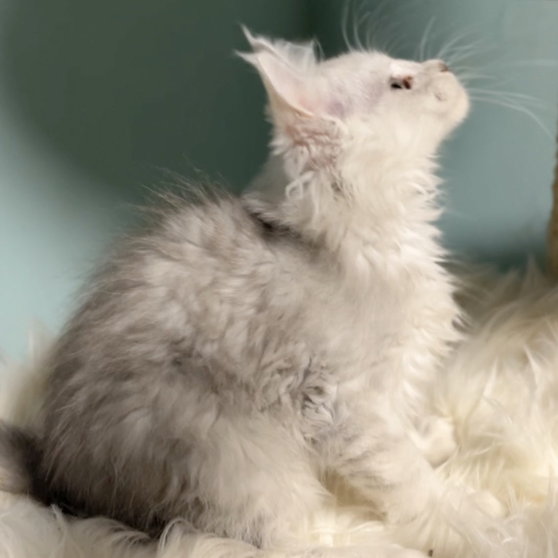 Gotham Maine Coon male, blue silver shaded