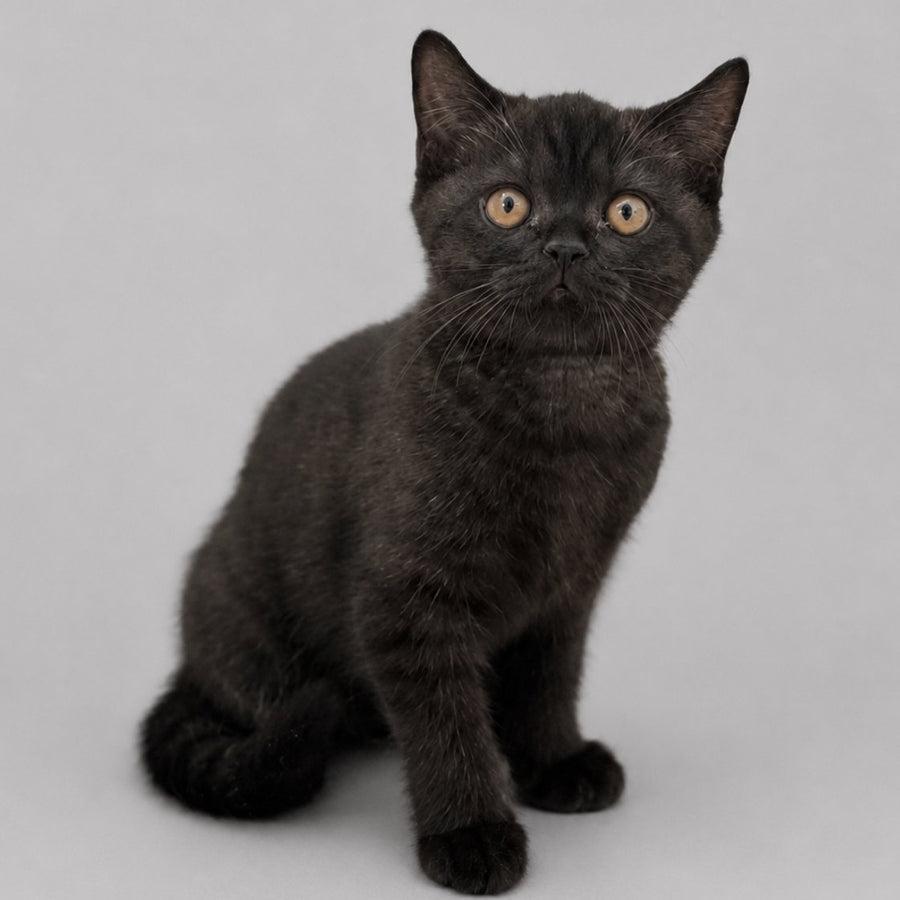 Bossi British Shorthair female, chocolate