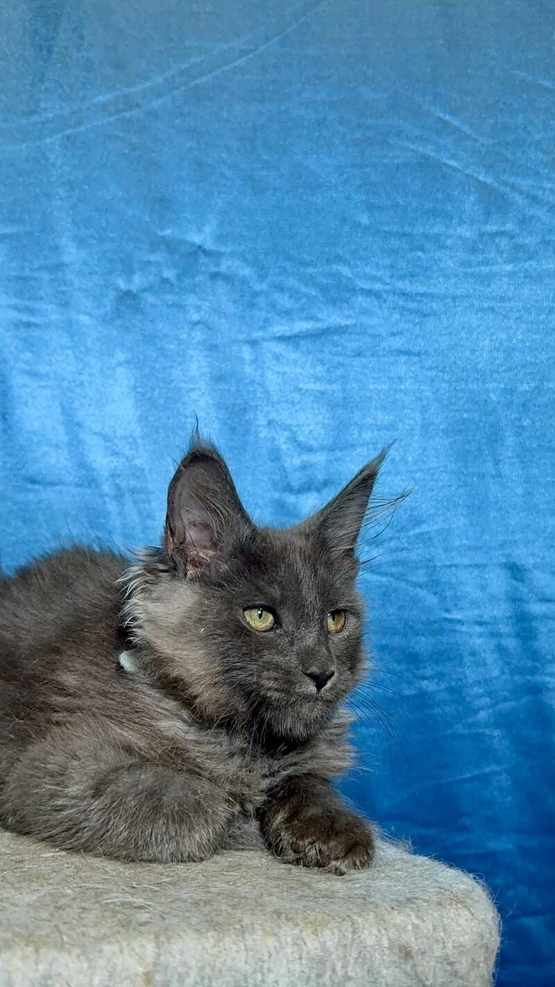 Maikl Maine Coon male, black silver
