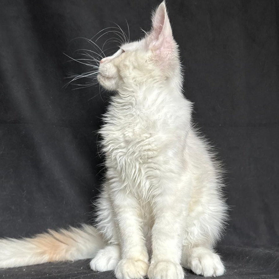 Juno Maine Coon male, red silver shaded