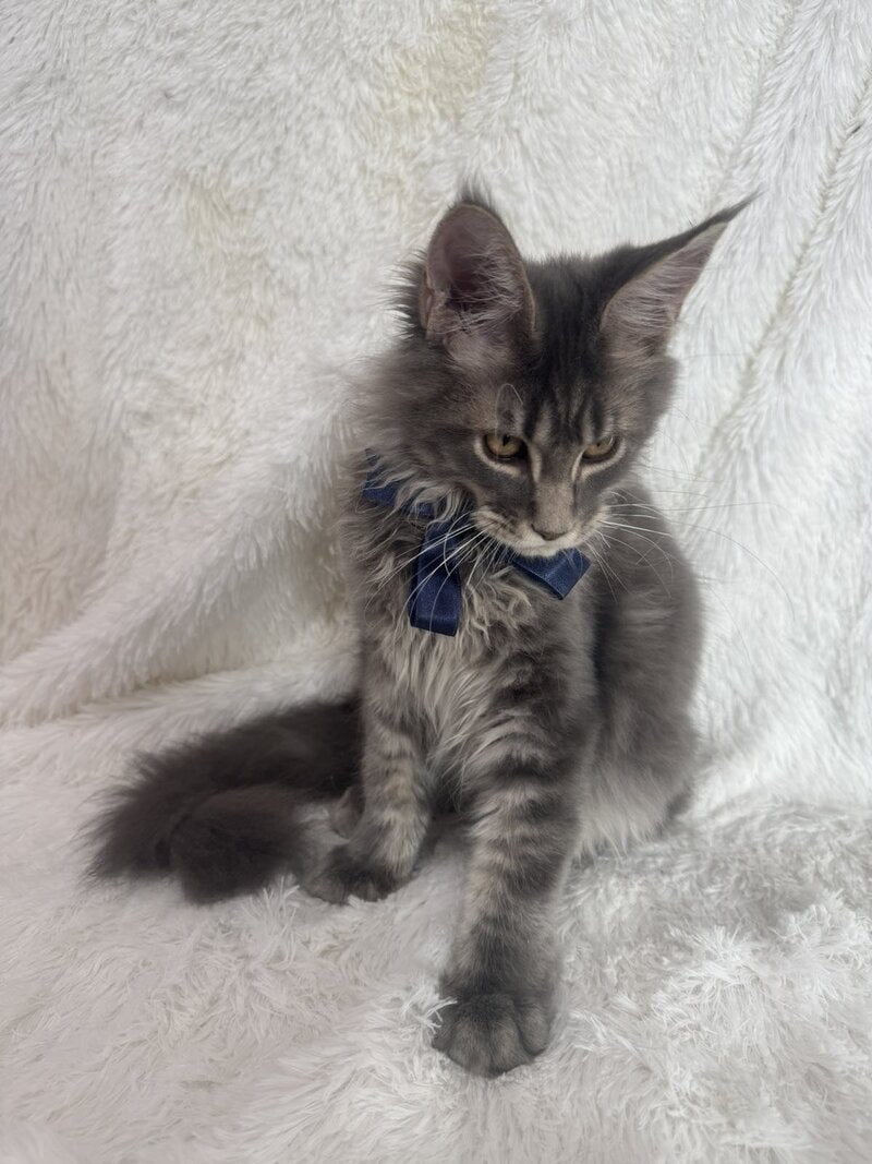 Floyd Maine Coon male, blue tabby