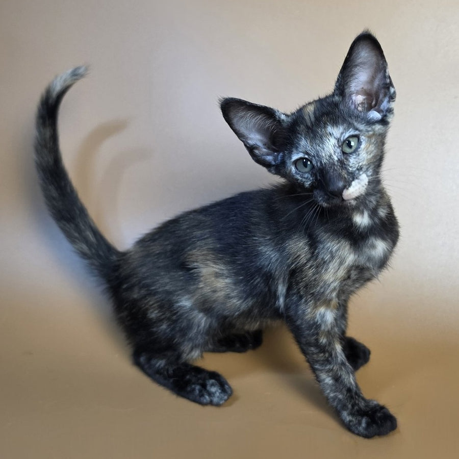 Esmeralda Oriental Shorthair female, black tortie