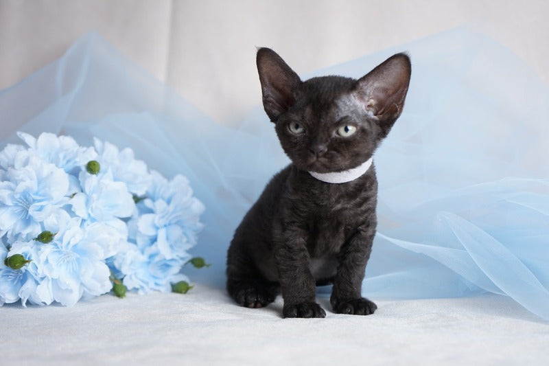 Oniks Devon Rex male, black