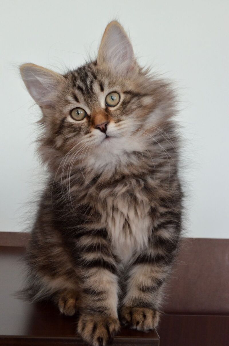 Simon Siberian male, black tabby