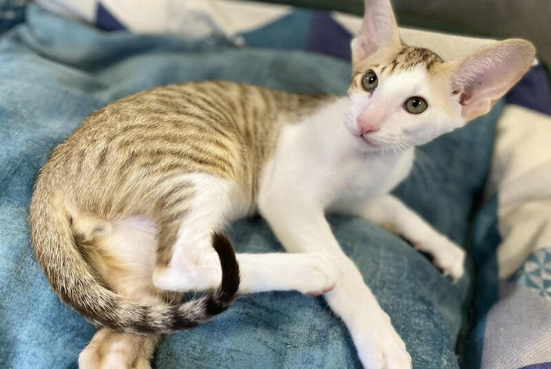Zefir Oriental Shorthair male, chocolate spotted tabby bicolour