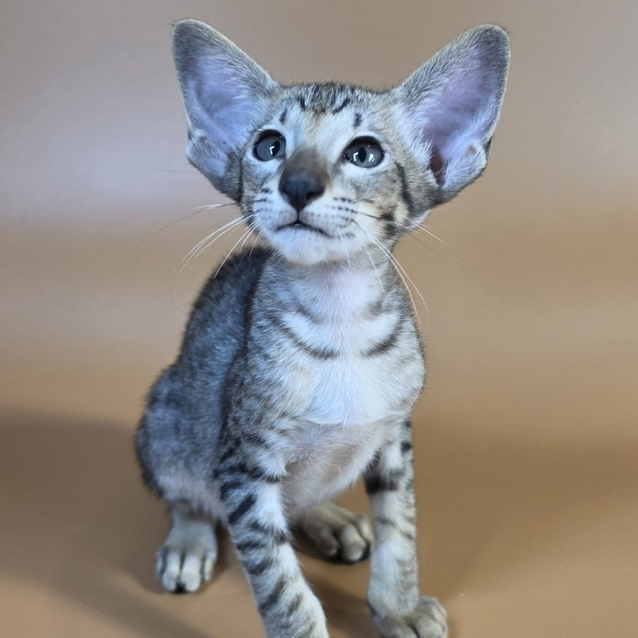 Yorick Oriental Shorthair male, black spotted tabby
