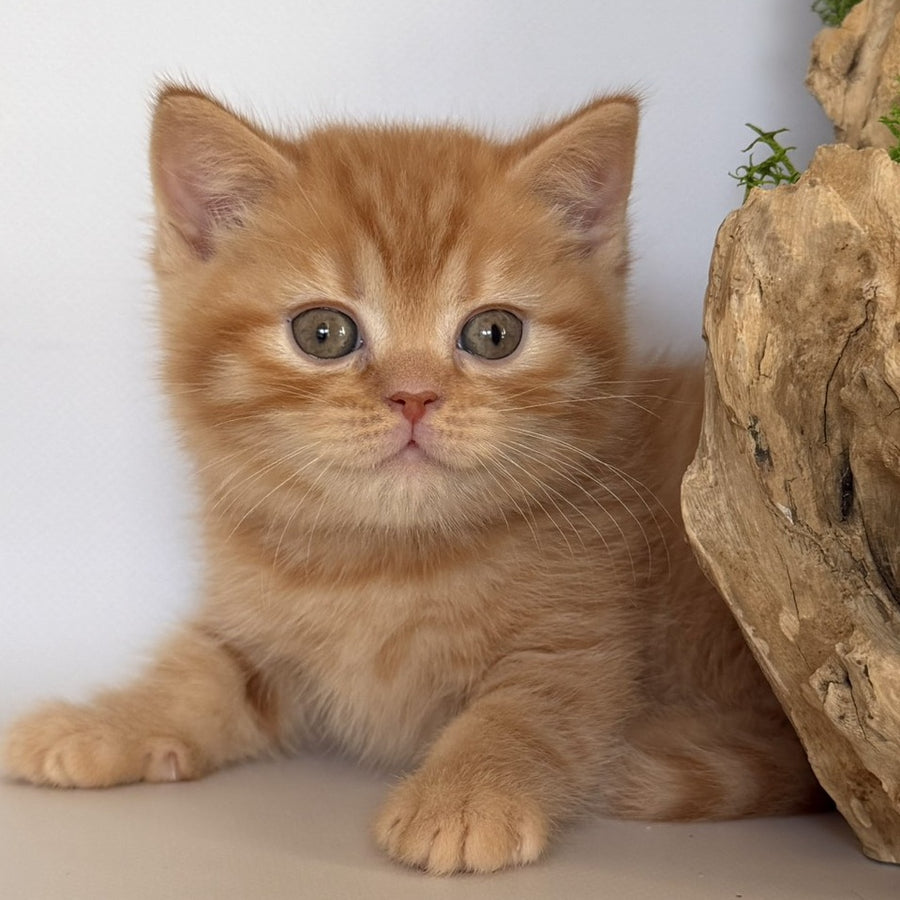 Gino British Shorthair male, red
