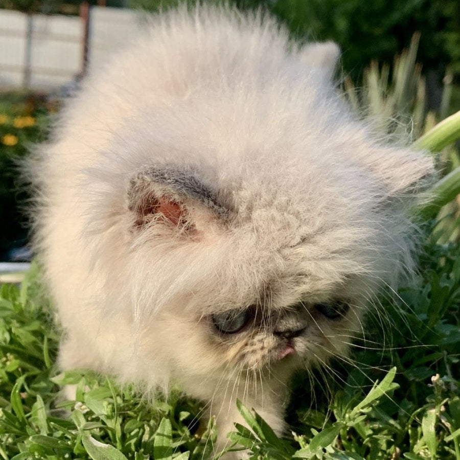 Bruno Persian male, blue pointed