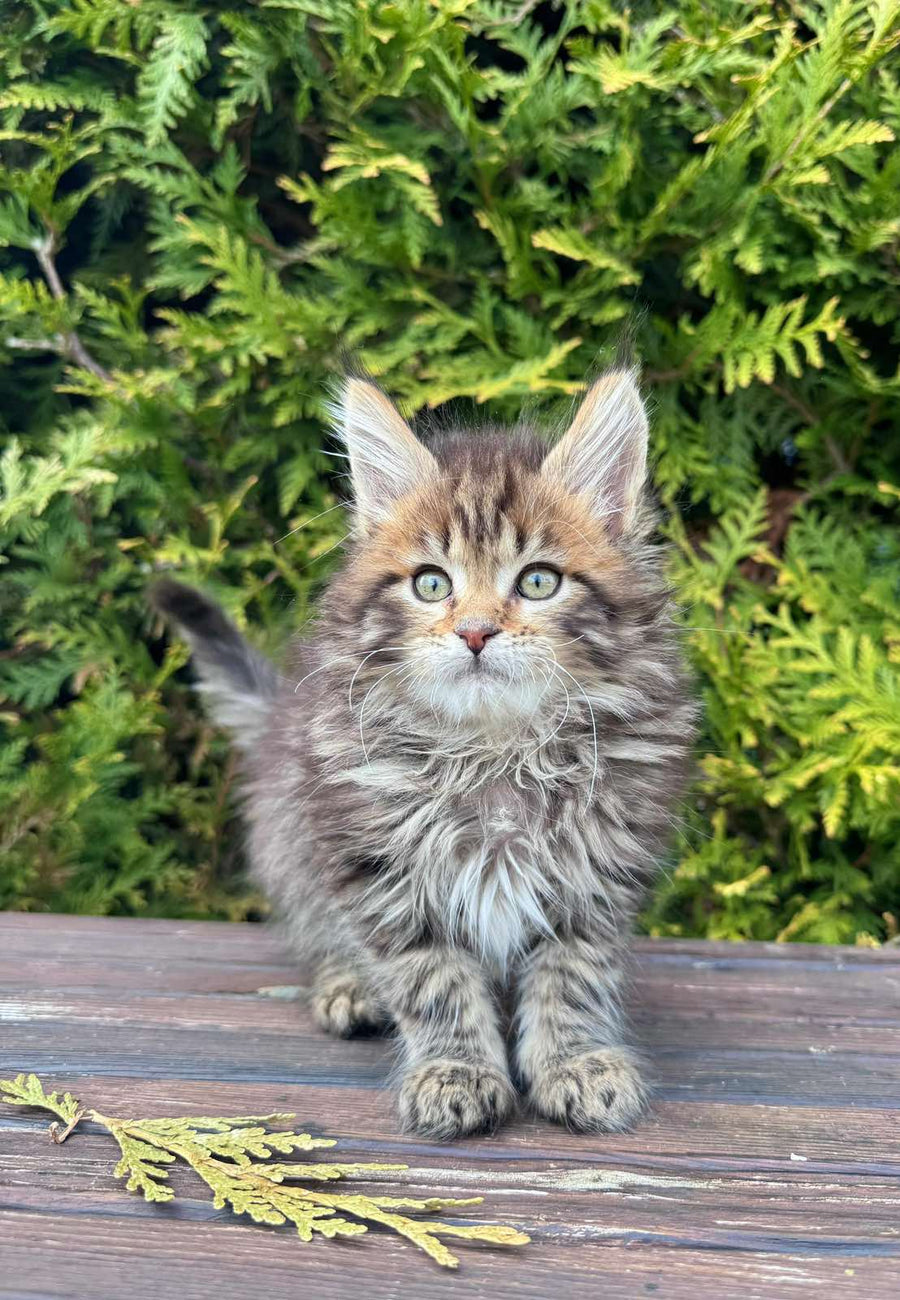 Fidzhi Maine Coon female black ticked tabby - live animals