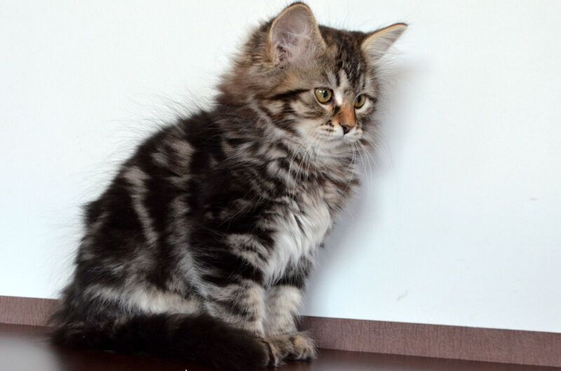 Silvia Siberian female, black tabby