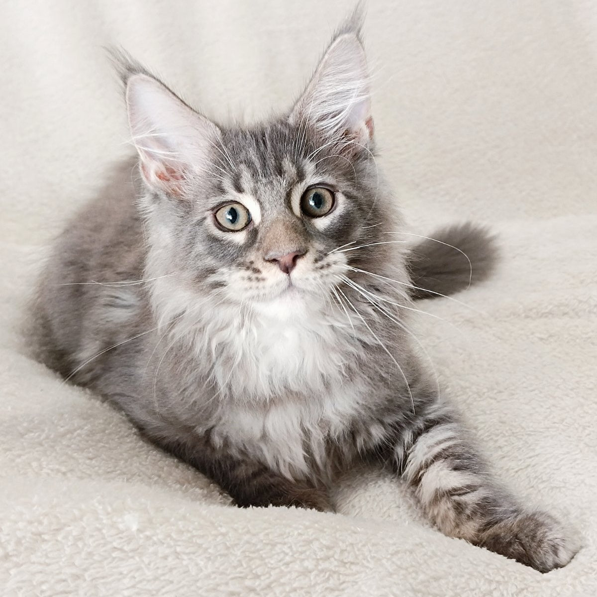 Quester King Maine Coon male, blue tabby