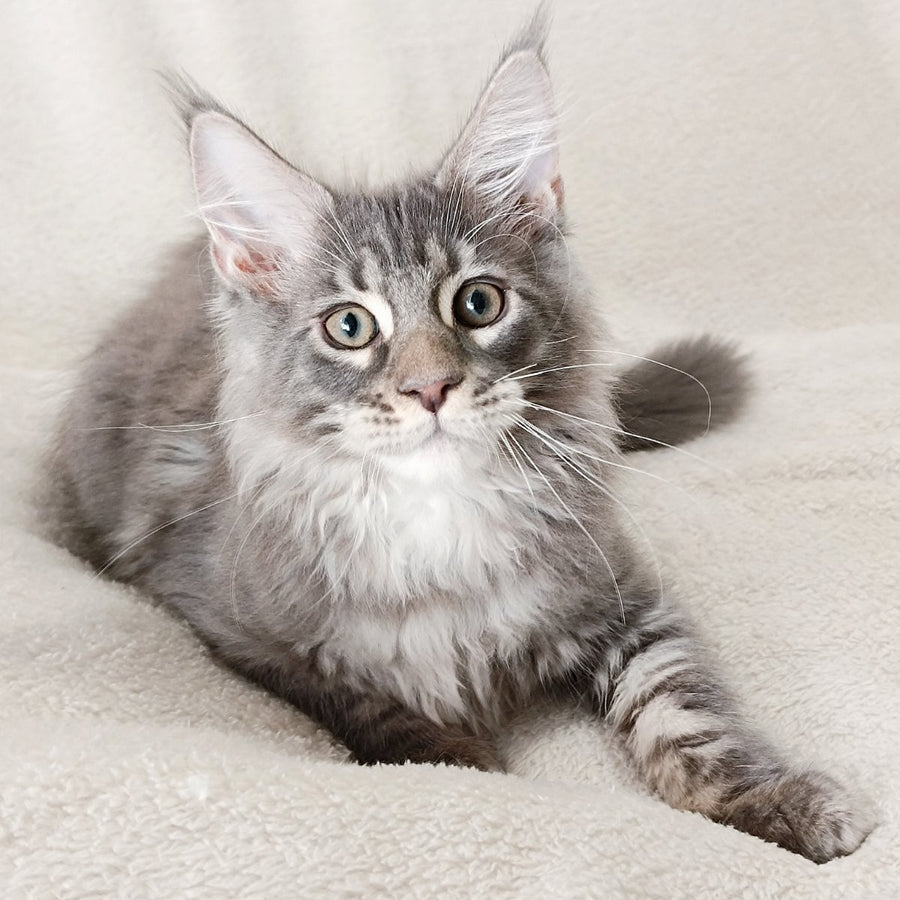 Quester King Maine Coon male, blue tabby