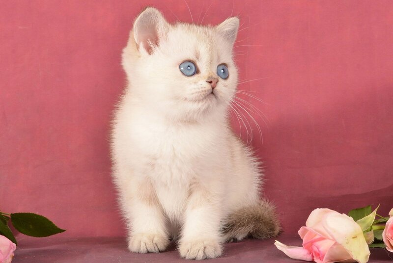 Princess Scottish Straight female, black golden ticked tabby pointed