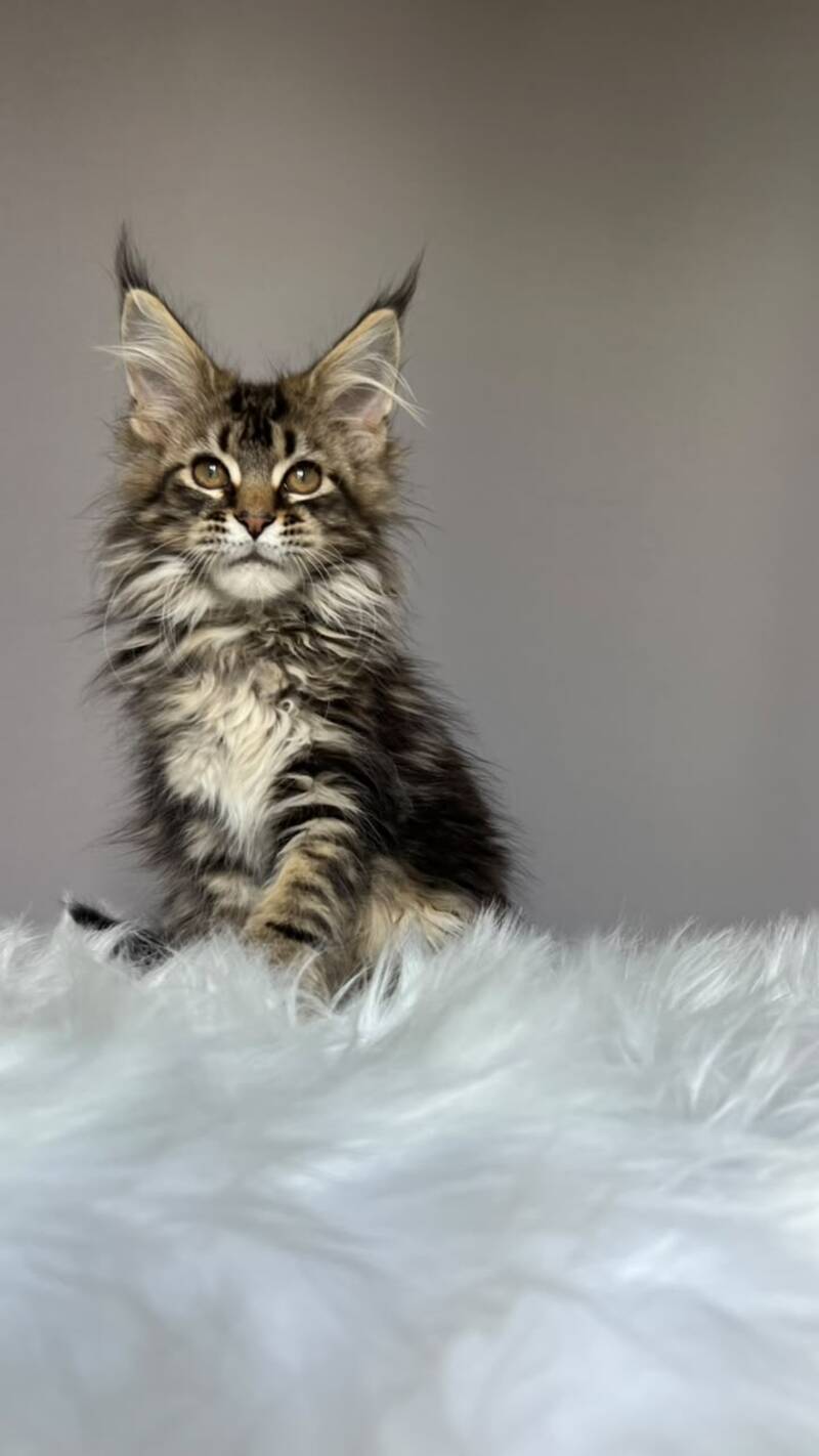 Fil Maine Coon male, black tabby