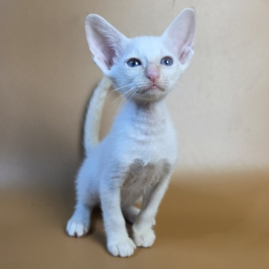 Eclair Siamese male, red
