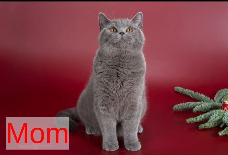 Baffi British Shorthair female, blue
