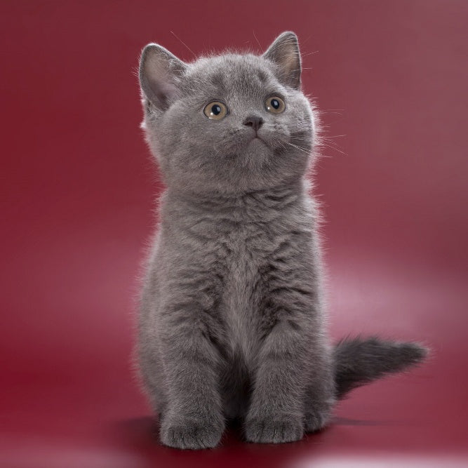Pixie British Shorthair female, blue