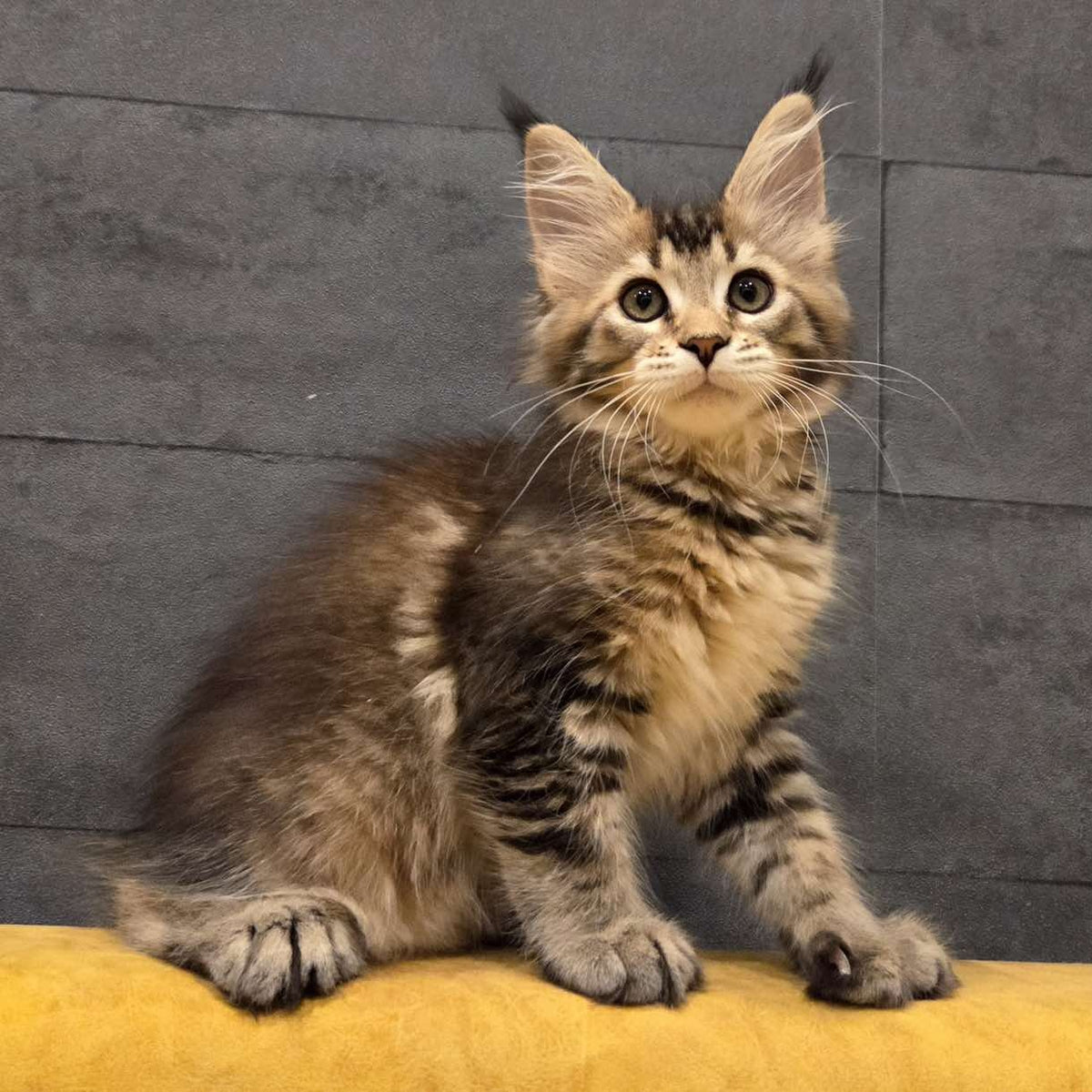 Ruslana Maine Coon polydactyl 6x6x6x6 female, black golden ticked tabby