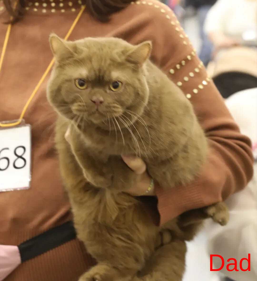 Cassandra British Shorthair female, chocolate