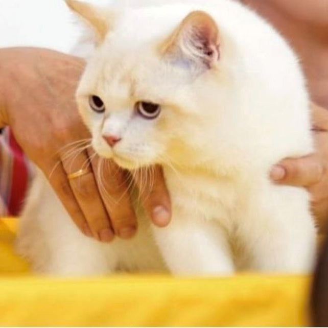 Leandro British Shorthair male, red pointed bicolour